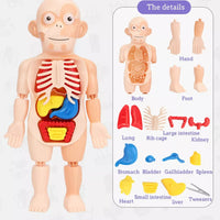 HKM-125267 Human Anatomy Organs Model Educational Toy for Kids - Interactive 3D Assembled Learning Tool
