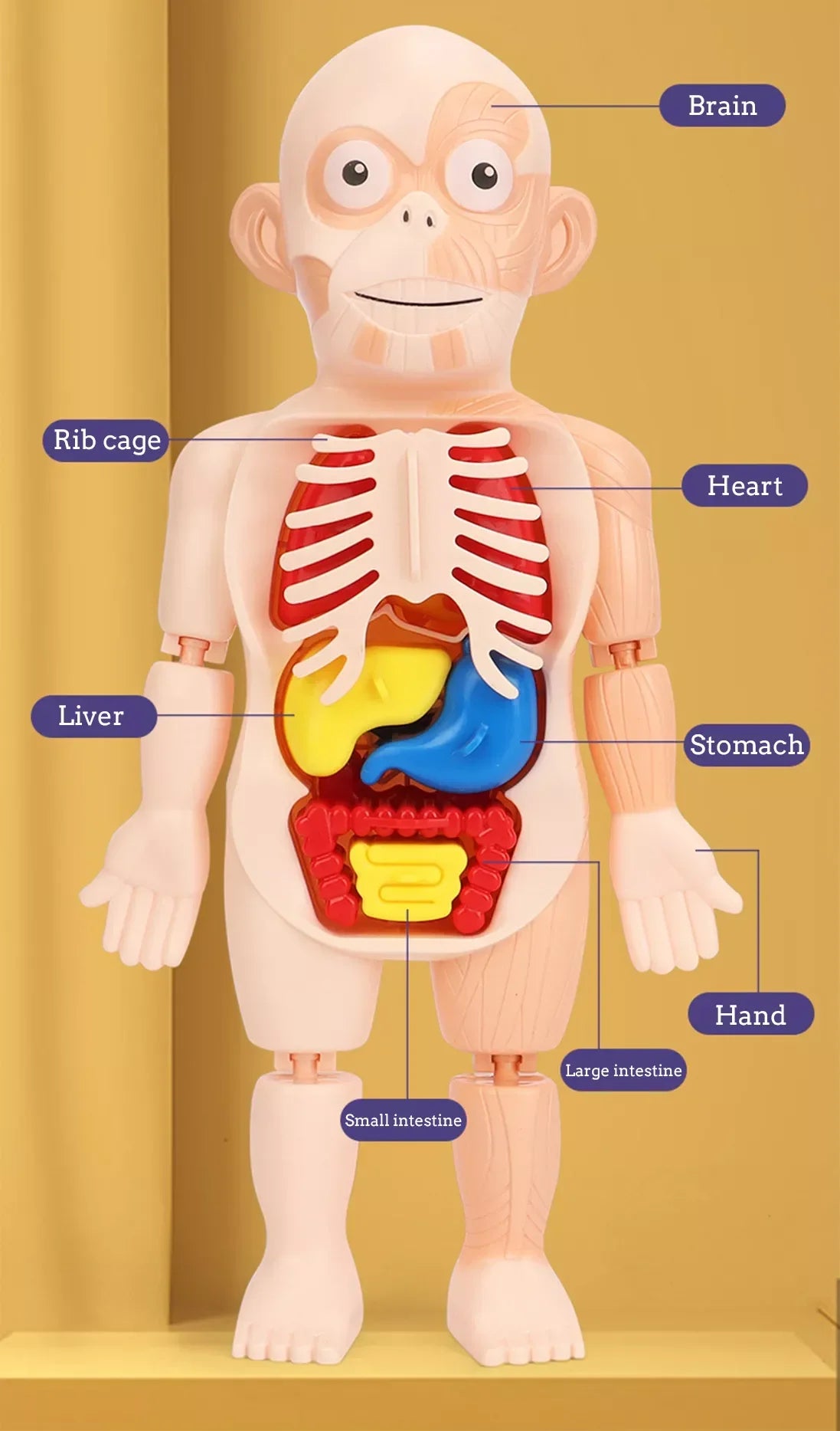 HKM-125267 Human Anatomy Organs Model Educational Toy for Kids - Interactive 3D Assembled Learning Tool