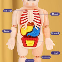 HKM-125267 Human Anatomy Organs Model Educational Toy for Kids - Interactive 3D Assembled Learning Tool