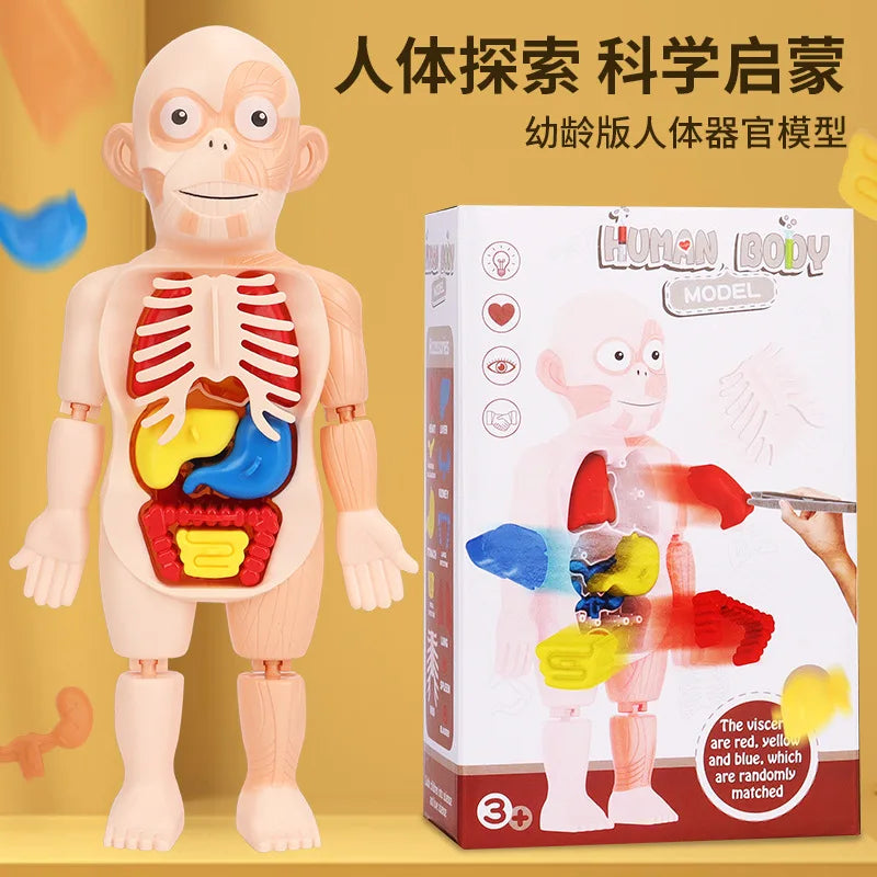 HKM-125267 Human Anatomy Organs Model Educational Toy for Kids - Interactive 3D Assembled Learning Tool