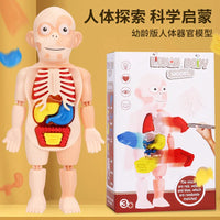 HKM-125267 Human Anatomy Organs Model Educational Toy for Kids - Interactive 3D Assembled Learning Tool