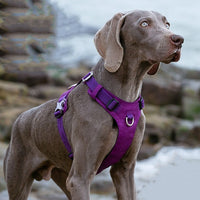 HKM-125459 Durable Reflective Dog Harness and Traction Rope for Secure Outdoor Walking and Training