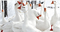 HKM-141907 Goose Feather Cotton Back Pillow - Modern Simplicity Cushion, Various Sizes Available