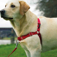 HKM-159891 Dog walking collar