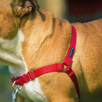 HKM-159891 Dog walking collar