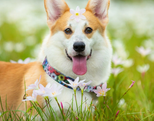 HKM-194963 Digital Printing Adjustable Pet Collar