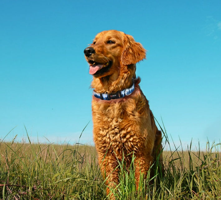 HKM-194963 Digital Printing Adjustable Pet Collar