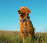 HKM-194963 Digital Printing Adjustable Pet Collar