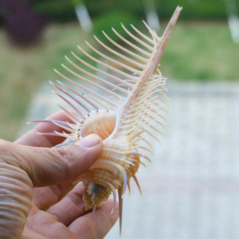 HKM-236755 Elegant Conch Shell Aquarium Decoration - Natural Conch Specimen for Gift Giving