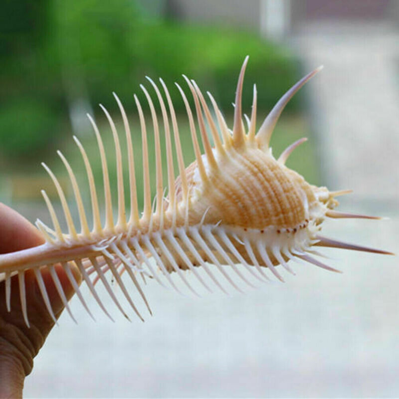 HKM-236755 Elegant Conch Shell Aquarium Decoration - Natural Conch Specimen for Gift Giving