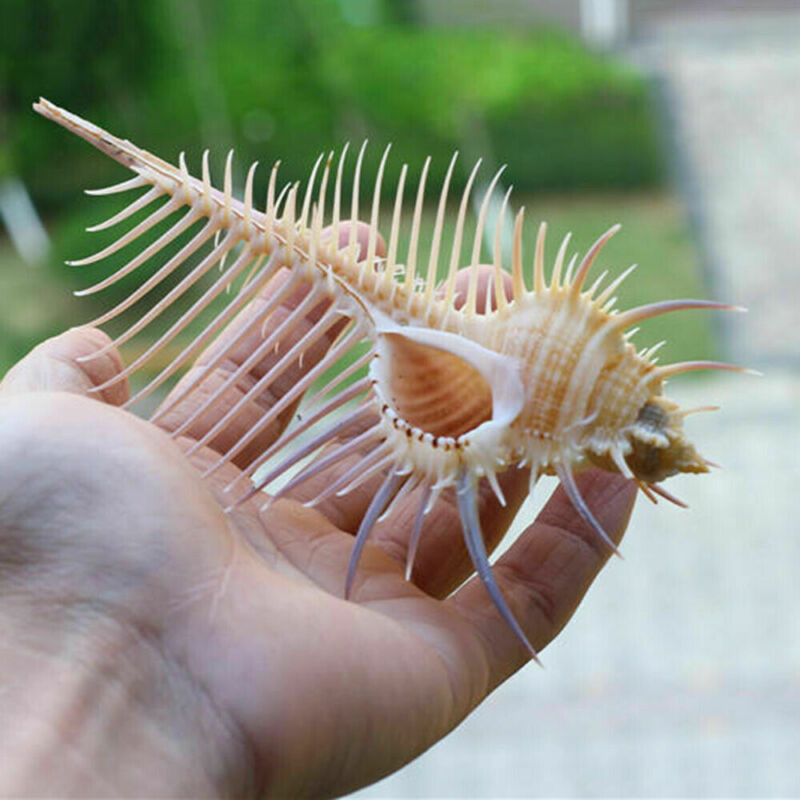 HKM-236755 Elegant Conch Shell Aquarium Decoration - Natural Conch Specimen for Gift Giving