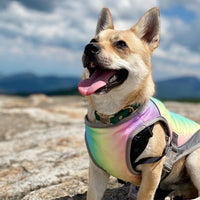HKM-247891 Cooling Dog Vest in Dark Blue and Rainbow for Summer Wear - Multiple Sizes Available
