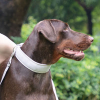 HKM-253075 Gray Corduroy Pet Collar and Chest Strap with Walking Leash and Mini Backpack