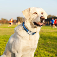 HKM-257043 Anti-lost Collar Alloy Metal Pet Supplies