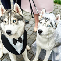 HKM-257939 Stylish Black Bow Tie Dog Suit with Skirt – Sizes S to 2XL