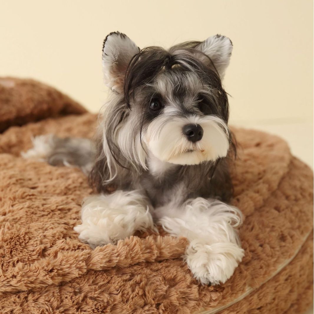 HKM-263891 Universal Pet Mat for Dogs - Soft Polyester Bedding, Sizes 50cm, 60cm & 80cm