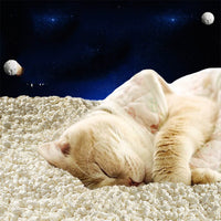 HKM-266003 Space Puffed Sand Tofu Cat Litter For Cats