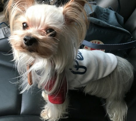 HKM-272403 Fashionable Dog Sweatshirt with Embroidered Letter Design - Available in Multiple Sizes