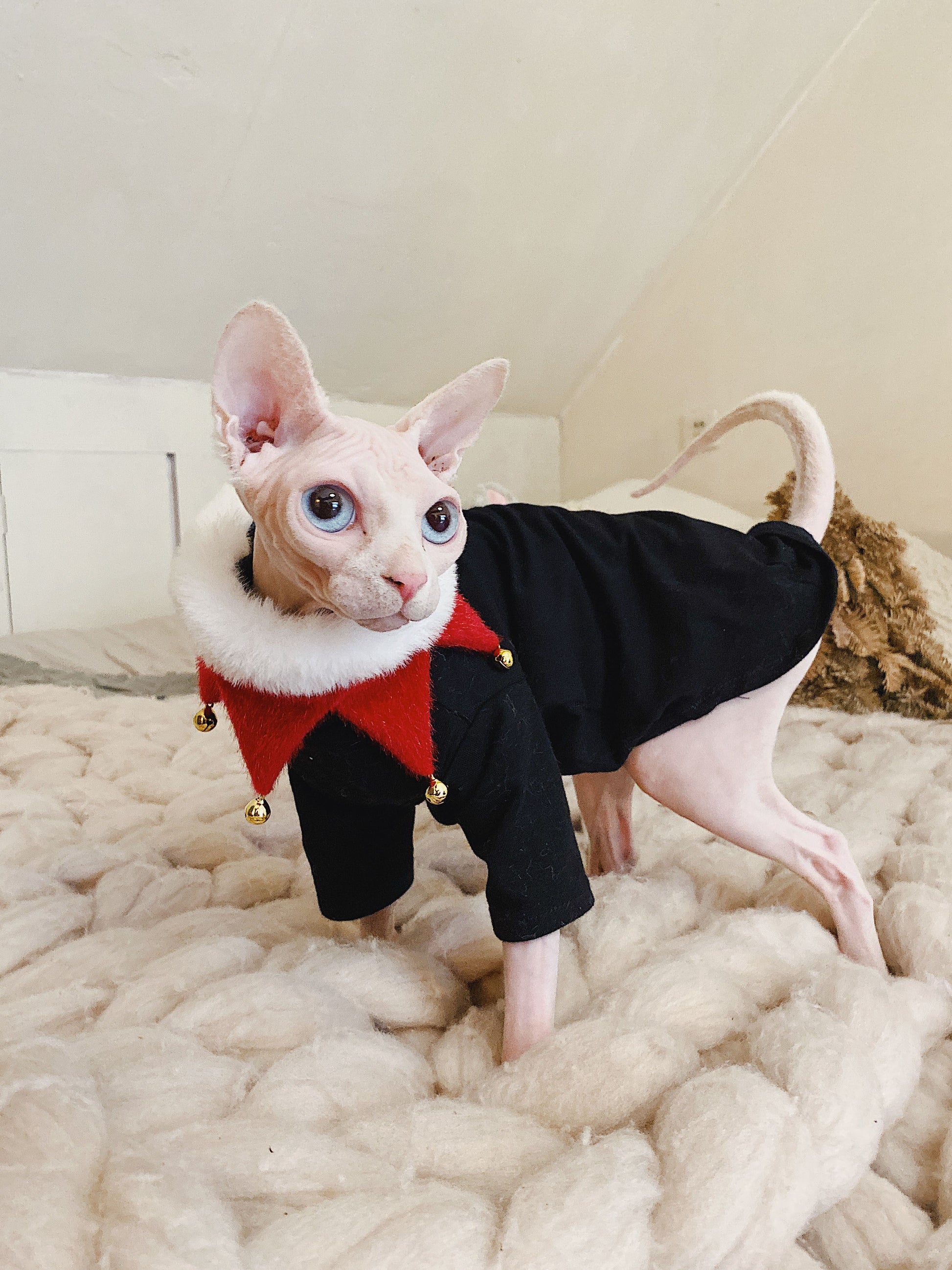 HKM-298131 Casual Hypoallergenic Cotton T-Shirt for Hairless Cats in Black and White