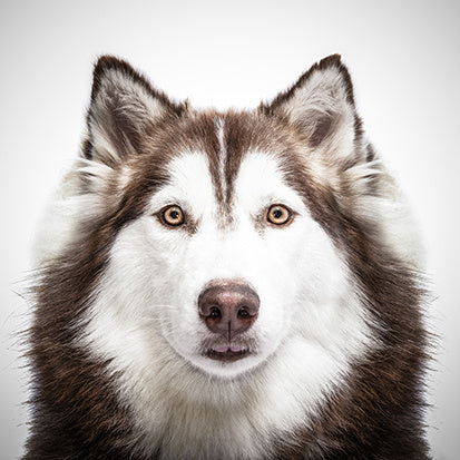 HKM-328595 Custom Funny Husky Pillowcase - 45cm x 45cm Satin Pillow Cover