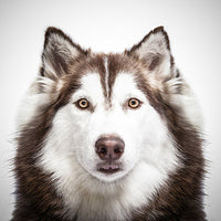 HKM-328595 Custom Funny Husky Pillowcase - 45cm x 45cm Satin Pillow Cover