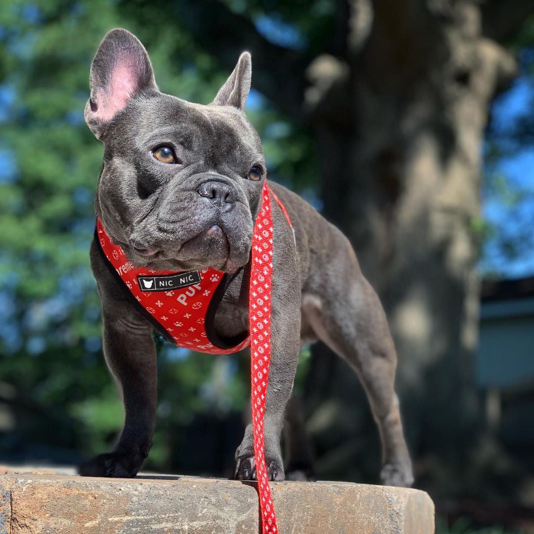 HKM-345939 Breathable Mesh Dog Harness and Leash Set - Adjustable Polyester Chest Strap in Red