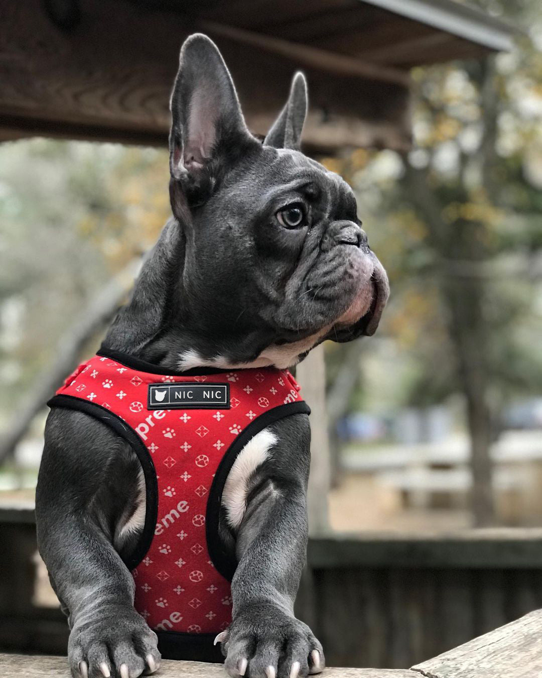 HKM-345939 Breathable Mesh Dog Harness and Leash Set - Adjustable Polyester Chest Strap in Red