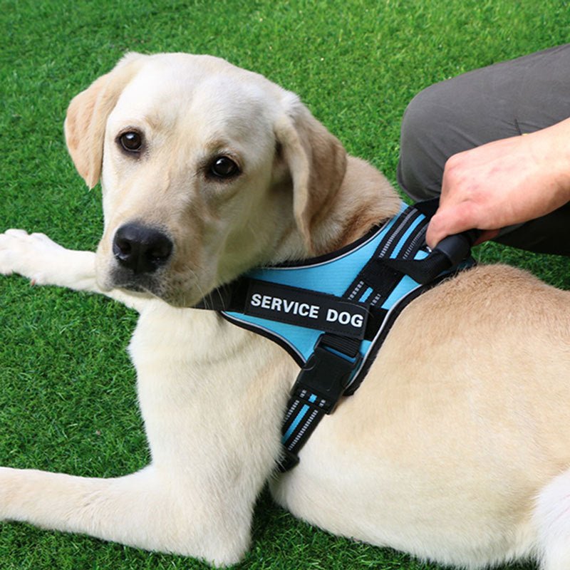 HKM-347091 Adjustable Chest Strap Dog Leash for Medium and Large Breeds - Sky Blue, Dark Blue, Red, Brown