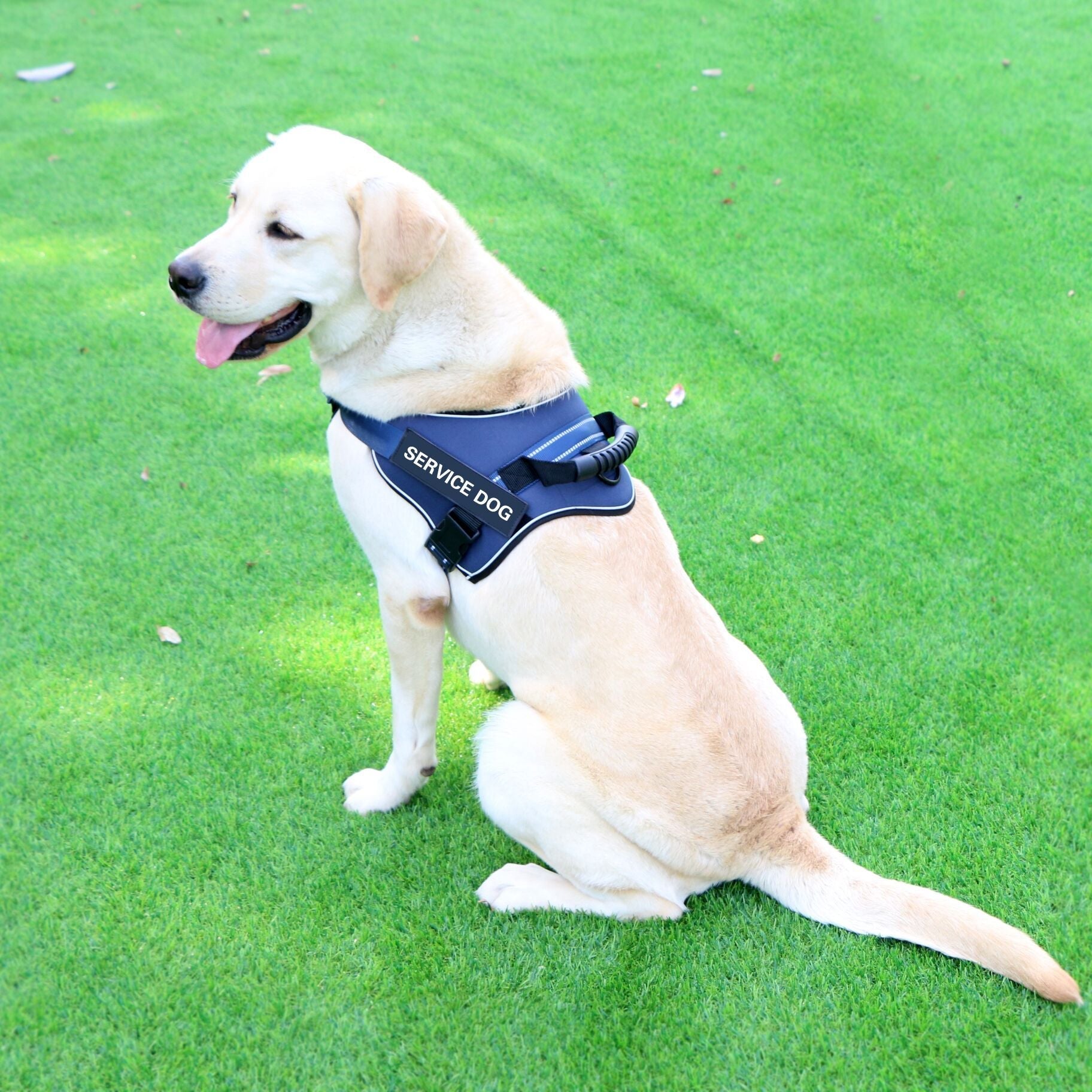 HKM-347091 Adjustable Chest Strap Dog Leash for Medium and Large Breeds - Sky Blue, Dark Blue, Red, Brown