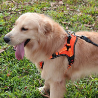 HKM-357139 Durable Chest Strap Dog Leash for Medium and Large Breeds, Impact-Resistant Design