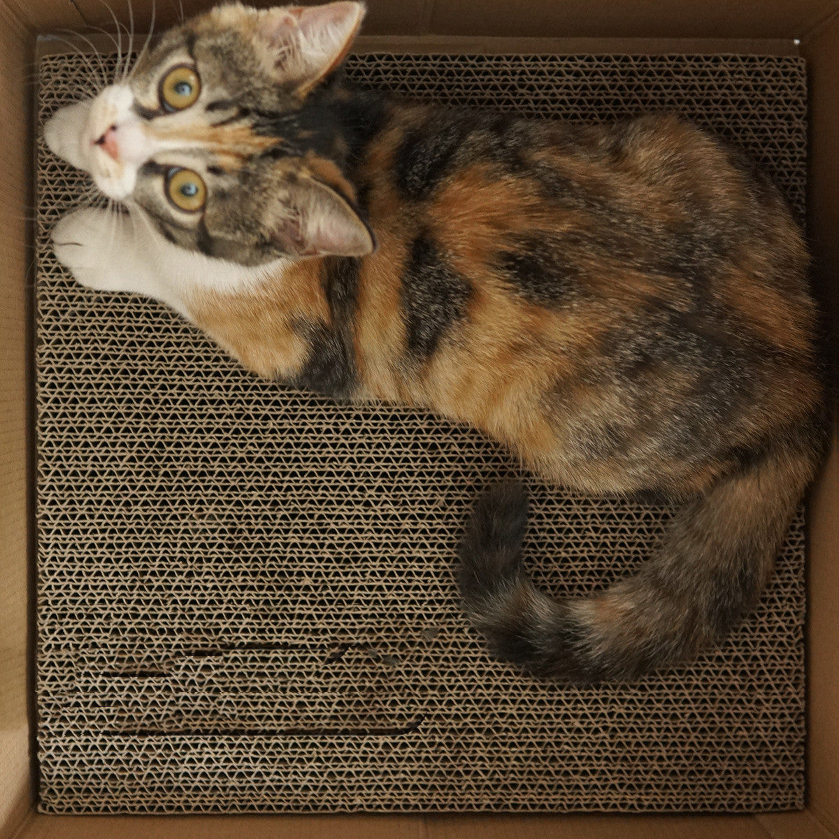 HKM-376211 Corrugated Cat Scratch Board with White House and Book Stand Design, 32.5cm
