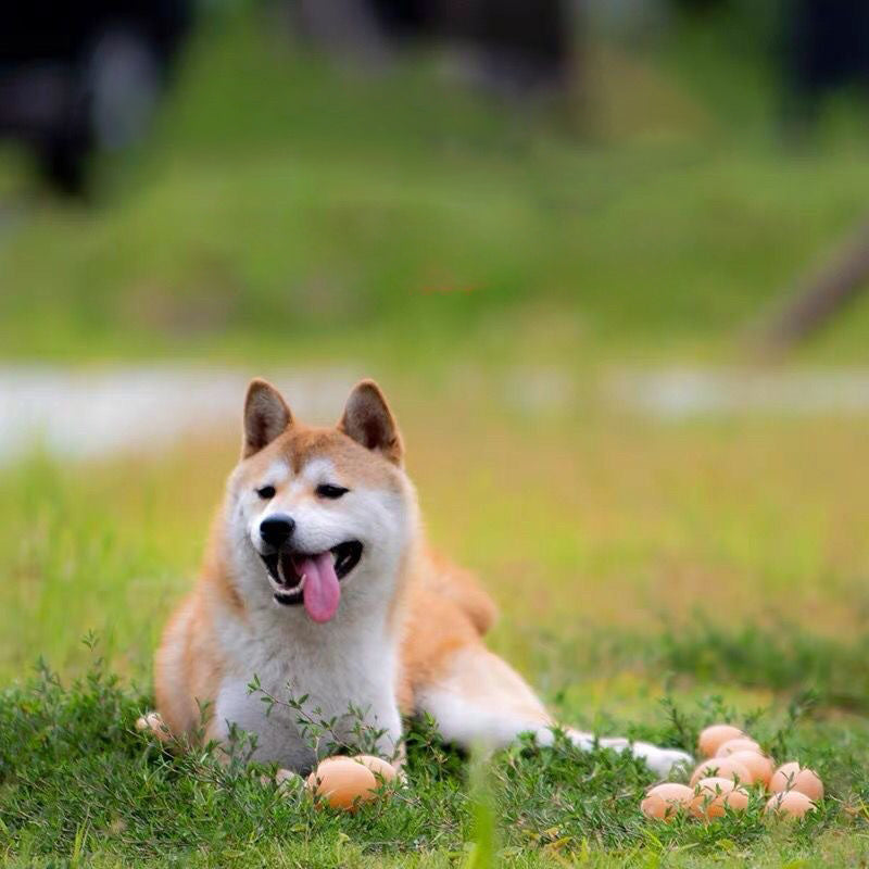 HKM-412307 Interactive Sound Toy for Dogs - Egg Shape Pet Tooth Cleaning Chew Toy