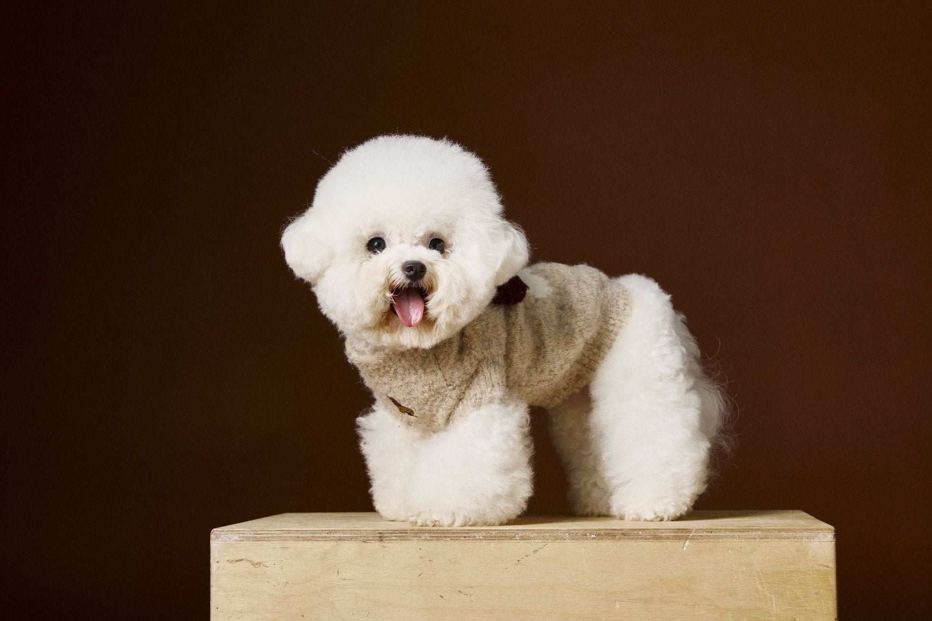 HKM-412435 Cozy Sleeveless Teddy Sweater Vest for Schnauzer and Bichon Puppies - Autumn/Winter Collection