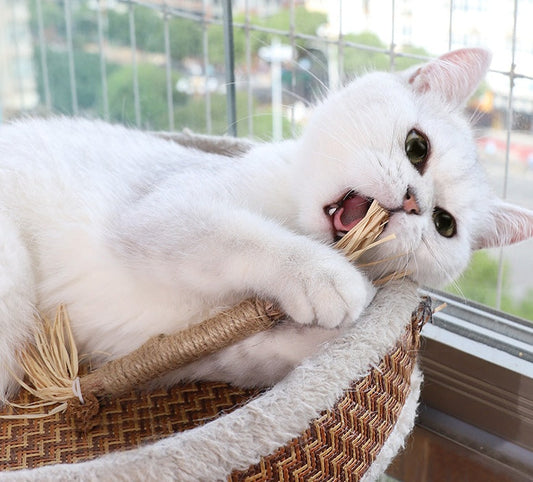 HKM-416339 Wooden Polygonum Molar Stick Cat Toy Tooth Cleaning Kitten Bite-resistant Catnip Teasing Snacks