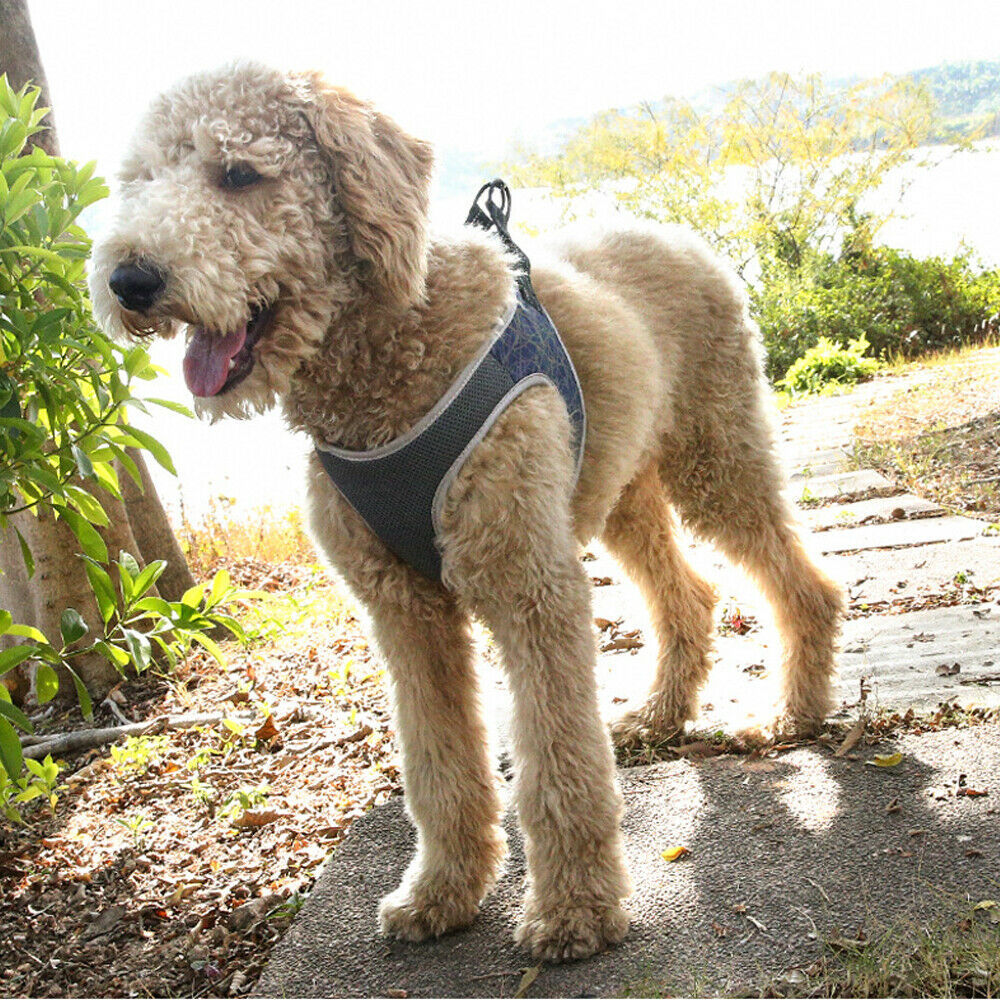 HKM-418387 Dog Leash Vest for Small to Extra Large Dogs - Adjustable Polyester and Nylon in Blue and Green
