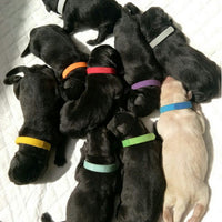 HKM-434707 Newborn Dog Identification Collar - Adjustable Nylon Sizes S to XXL with Colorful Packing