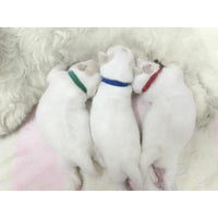 HKM-434707 Newborn Dog Identification Collar - Adjustable Nylon Sizes S to XXL with Colorful Packing