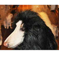 HKM-439443 Lion Mane Costume for Large Dogs - Fits Golden Retrievers and Similar Breeds (Head Circumference up to 74cm)