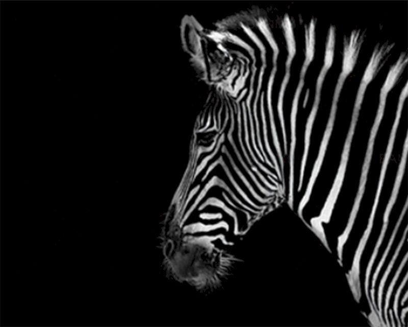 HKM-440275 Digital Zebra Oil Painting DIY Kit - Color Art Canvas for Adults (40x50, 50x65, 60x75)