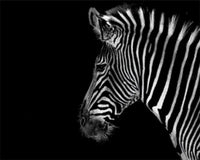 HKM-440275 Digital Zebra Oil Painting DIY Kit - Color Art Canvas for Adults (40x50, 50x65, 60x75)