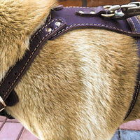 HKM-443603 Double Layer Thickened Cowhide Harness for Medium to Large Dogs 85-90 cm Chest Circumference