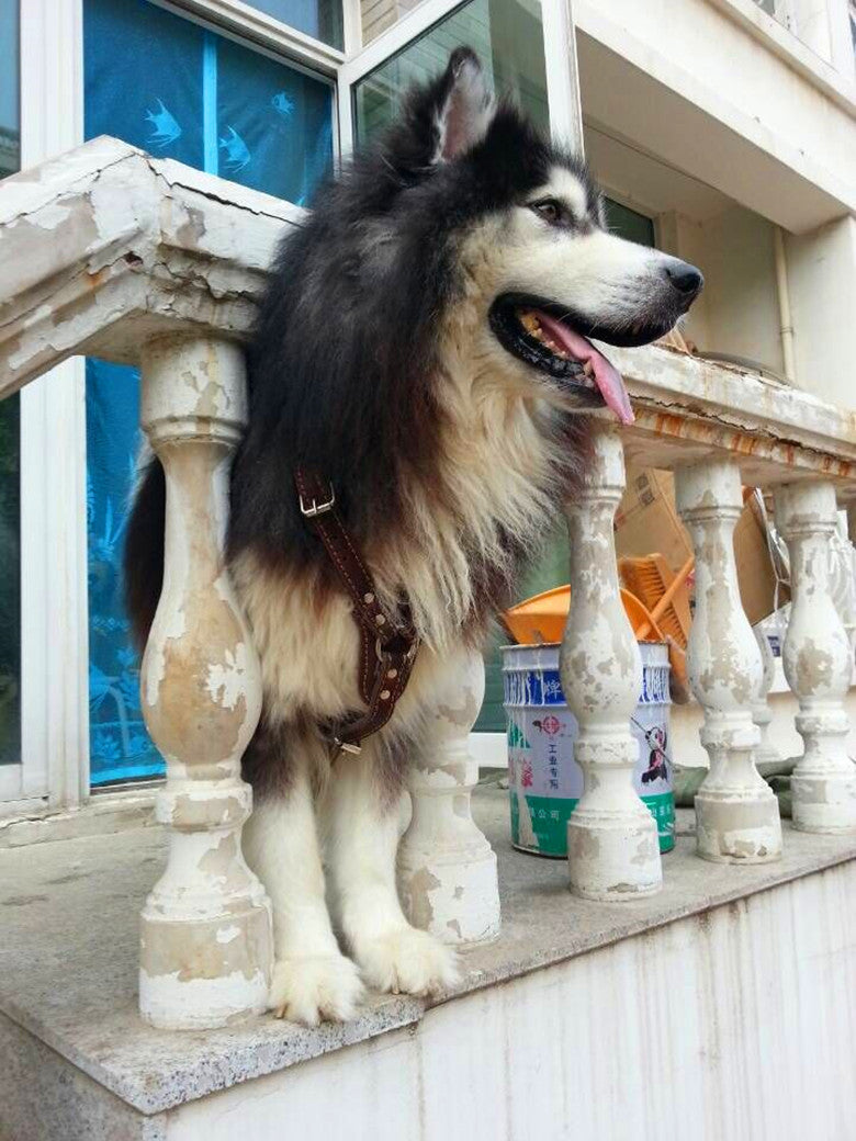 HKM-443603 Double Layer Thickened Cowhide Harness for Medium to Large Dogs 85-90 cm Chest Circumference