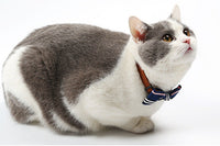 HKM-451795 Stylish Pet Tie for Formal Occasions and Special Events