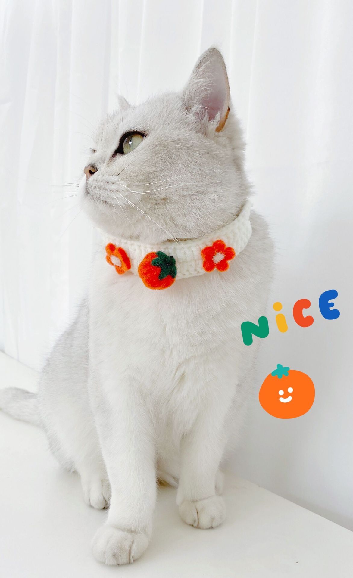 HKM-455955 Pet Knitted Wool Felt Daisy Flower Bee Pumpkin Fruit Strap Cute Cat Collar Foreign Trade Customization