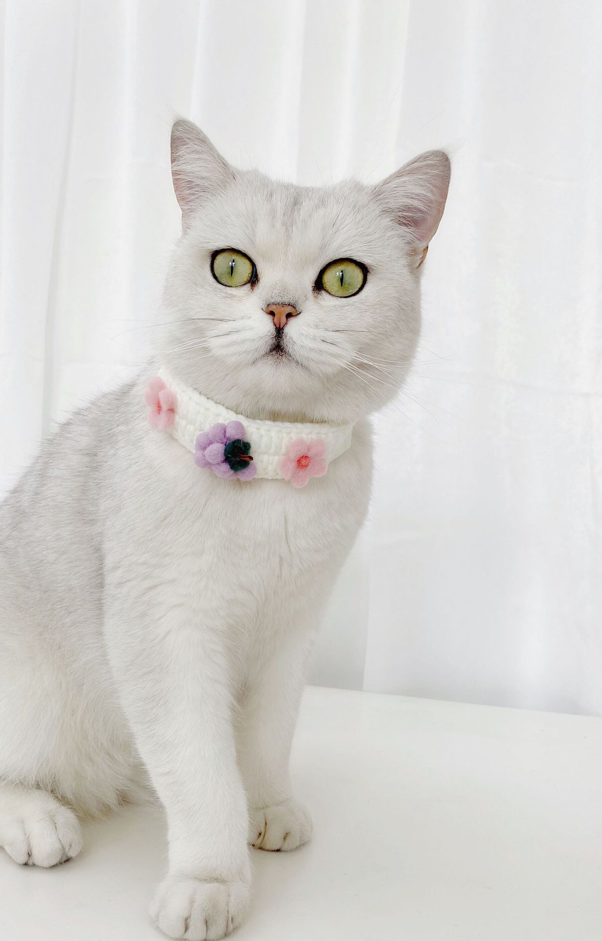 HKM-455955 Pet Knitted Wool Felt Daisy Flower Bee Pumpkin Fruit Strap Cute Cat Collar Foreign Trade Customization