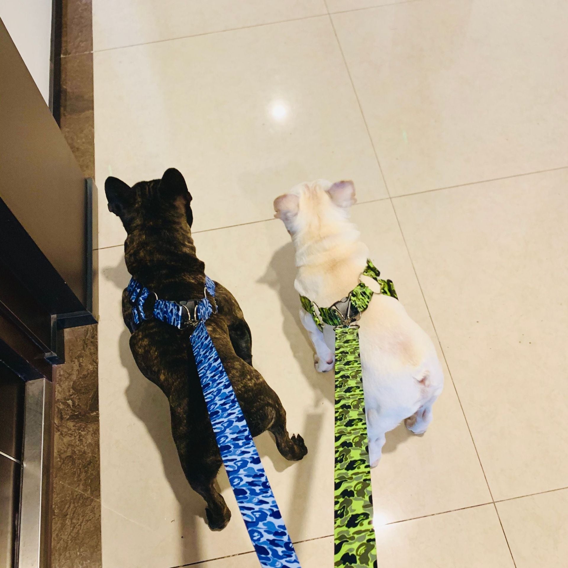 HKM-456595 Durable Explosion-Proof Chest Strap with Adjustable Leash for Schnauzers - Blue and Fluorescent Options
