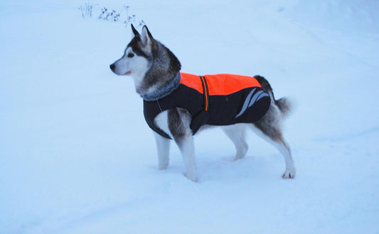HKM-461267 Winter Warm Pellet Down Jacket for Dogs in Black, Green, and Orange Sizes 24cm to 70cm