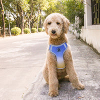 HKM-488211 Gradient Color Reflective Dog Chest and Back Harness - Adjustable Polyester Strap