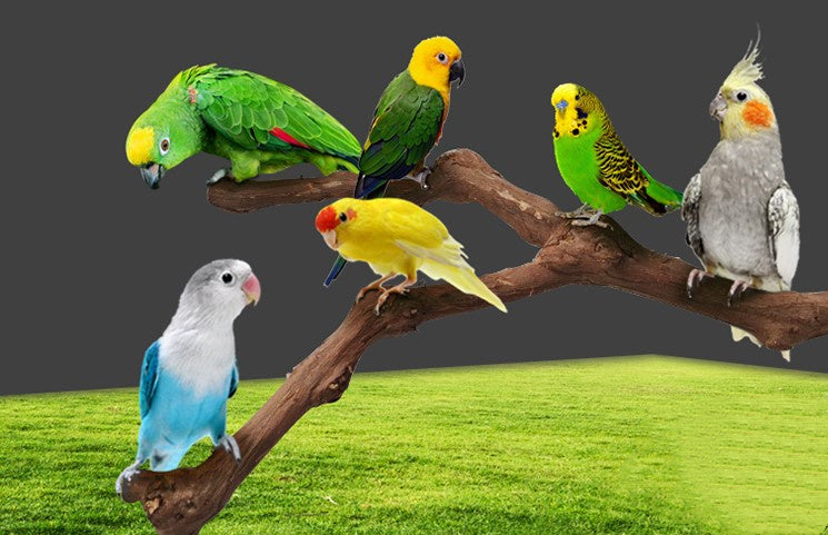 HKM-491411 Natural Vine Perch Stand Pole for Parrots and Birds, Unique Grape Wood Habitat