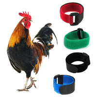 HKM-525395 Pet Chicken Collar 2-Pack - Adjustable Neck Bands for Poultry in Festive Colors